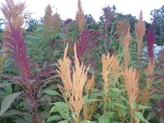 Here is a very abundant crop of red and golden amaranth, this ancient grain was grown specifically for the chickens! These flowers yield up to 1 lb of seeds that can be used for human or animal consumption, amaranth is considered a superfood!