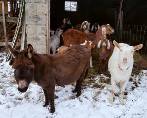 The herd of goats and donkeys in their winter home on the Northside in the snow