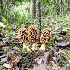 Morel mushrooms in Adams County Ohio
