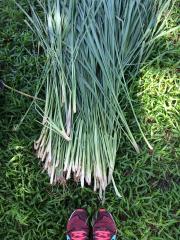 Freshly harvested lemongrass with Cecilia's sneaker tips at a permaculture farm, Laguna, Philippines, 2015