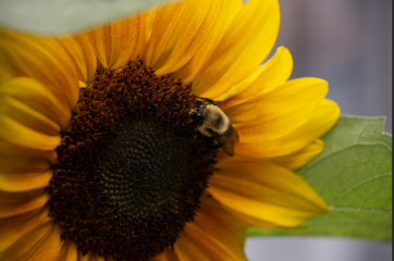 Image showing sunflower with a bee