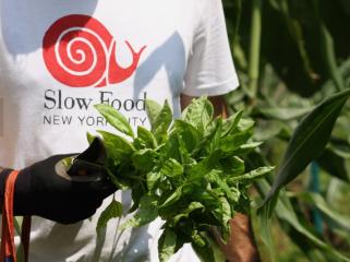 Basil at Slow Food NYC's Ujima garden