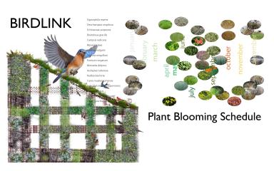 native plants garden BIRDLINK blooming Schedule 