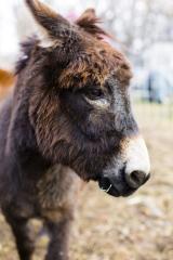 Hobes, our loyal guardian donkey for our first herd