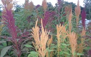 Here is a very abundant crop of red and golden amaranth, this ancient grain was grown specifically for the chickens! These flowers yield up to 1 lb of seeds that can be used for human or animal consumption, amaranth is considered a superfood!