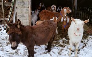 The herd of goats and donkeys in their winter home on the Northside in the snow