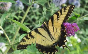 Butterfly enjoying native flowers