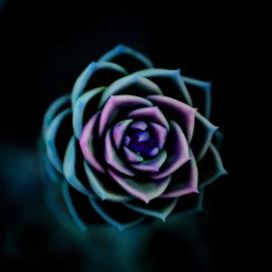 Our Black Rose- Loss, Grace, Eternal Love