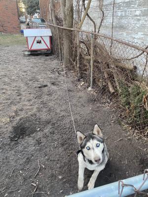 a husky chained in a backyard