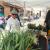 Two people looking at succulents and other plants at the 2019 Farmers Market in Middletown's North End