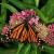 Monarch butterfly nectaring on milkweed flower