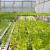 Lettuce in a Greenhouse