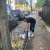 A teen intern sweeping fall leaves from the sidewalk